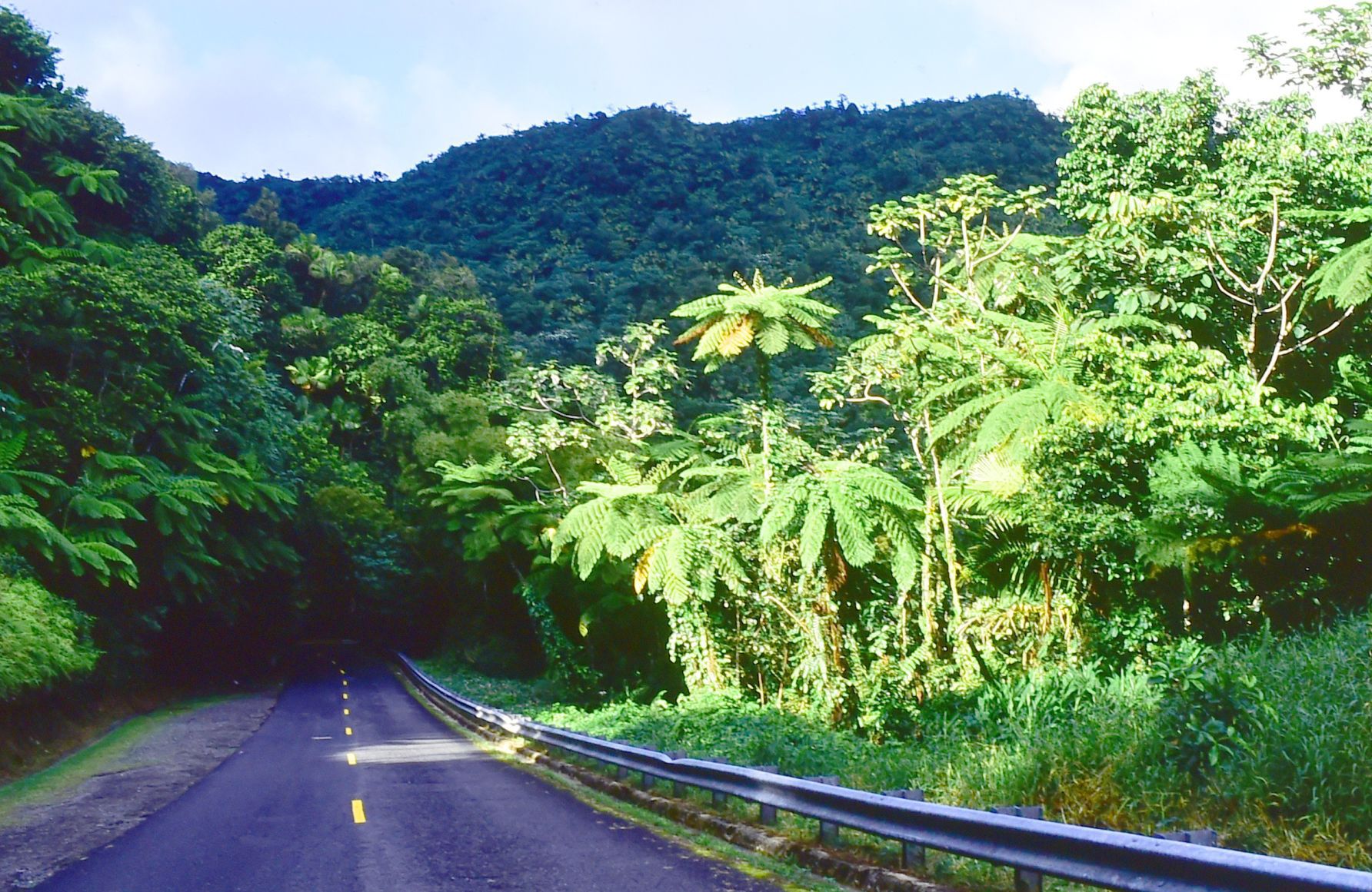 Puerto Rico El Yunque Rain Forest